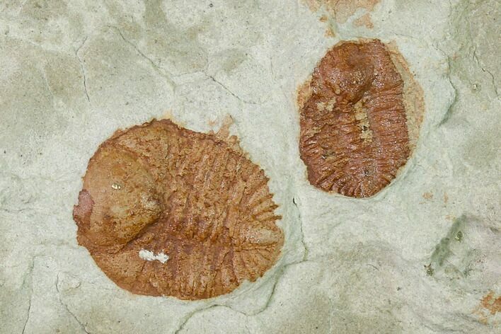 Two Ordovician Trilobite (Ampyxina) Fossils - Missouri #137257